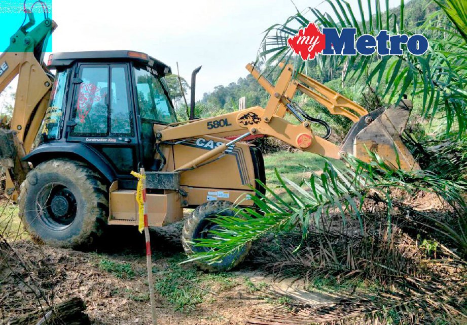 Jabatan Perhutanan Negeri Kedah menjalankan kerja memusnahkan tanaman kelapa sawit yang ditanam di Hutan Simpan Gunung Bongsu, Kulim seluas 30 hektar yang diteroka secara haram dalam Operasi Penguatkuasaan Bersepadu Strategi Lautan Biru (NBOS) peringkat negeri Kedah melibatkan 13 agensi hari ini. FOTO ihsan Jabatan Perhutanan Negeri Kedah 