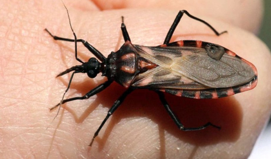 SERANGGA penghisap darah triatomine bawa parasit penyakit Chagas.