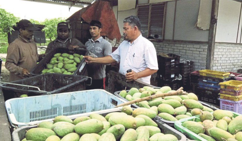 AHMAD Zaki memantau pekerja memunggah buah yang dituai.