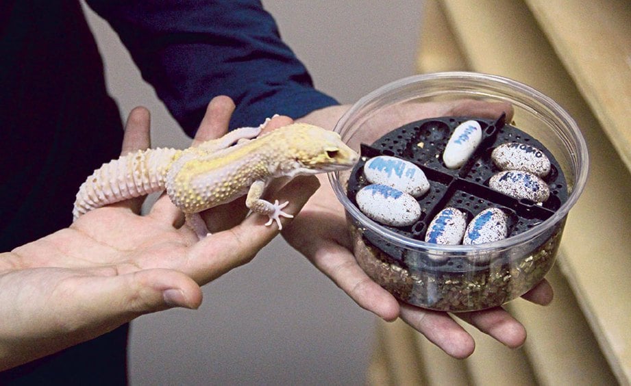 TELUR diasingkan kerana leopard gecko tidak pandai menjaga telurnya sendiri.