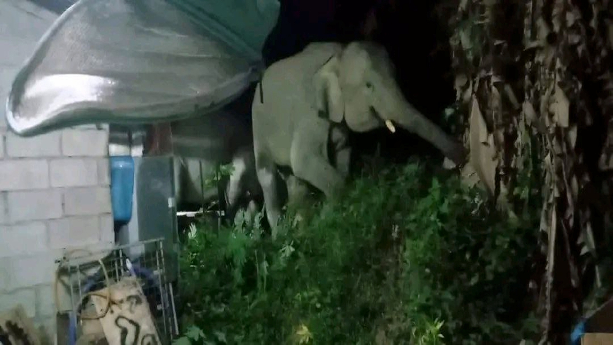 SEKUMPULAN gajah berkeliaran di perumahan projek perumahan rakyat termiskin (PPRT) di Batu 2, Bukit Samsu, Selasa lalu. Gambar Ihsan Penduduk.