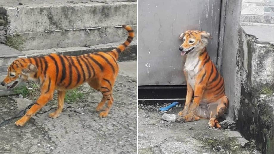ANJING yang diwarnakan seperti harimau dikatakan di luar negara. FOTO tular media sosial