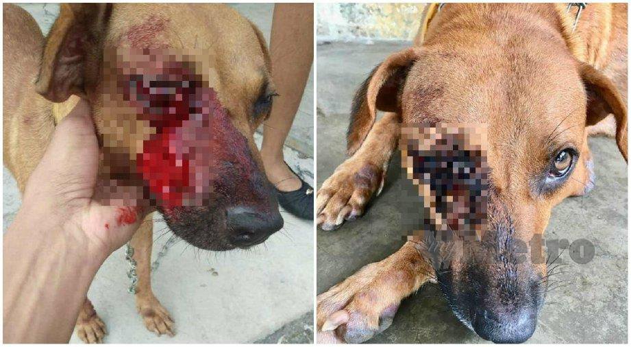 ANJING yang cedera parah dipukul seorang lelaki. FOTO ihsan Animal Malaysia
