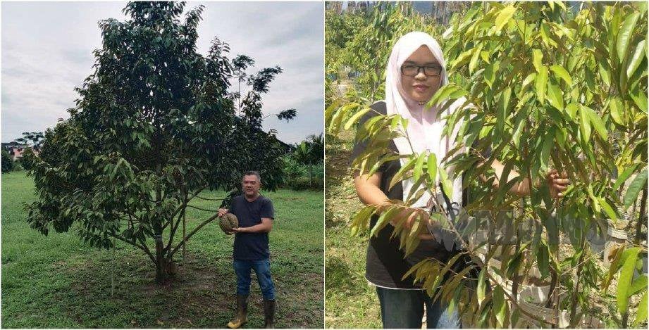 MD Mujahit memegang buah durian Musang King hasil tanamannya. (Gambar kanan) Siti Maisalmah bersama pokok durian Musang King ditanamnya. FOTO ihsan Md Mujahit dan Siti Maisalmah