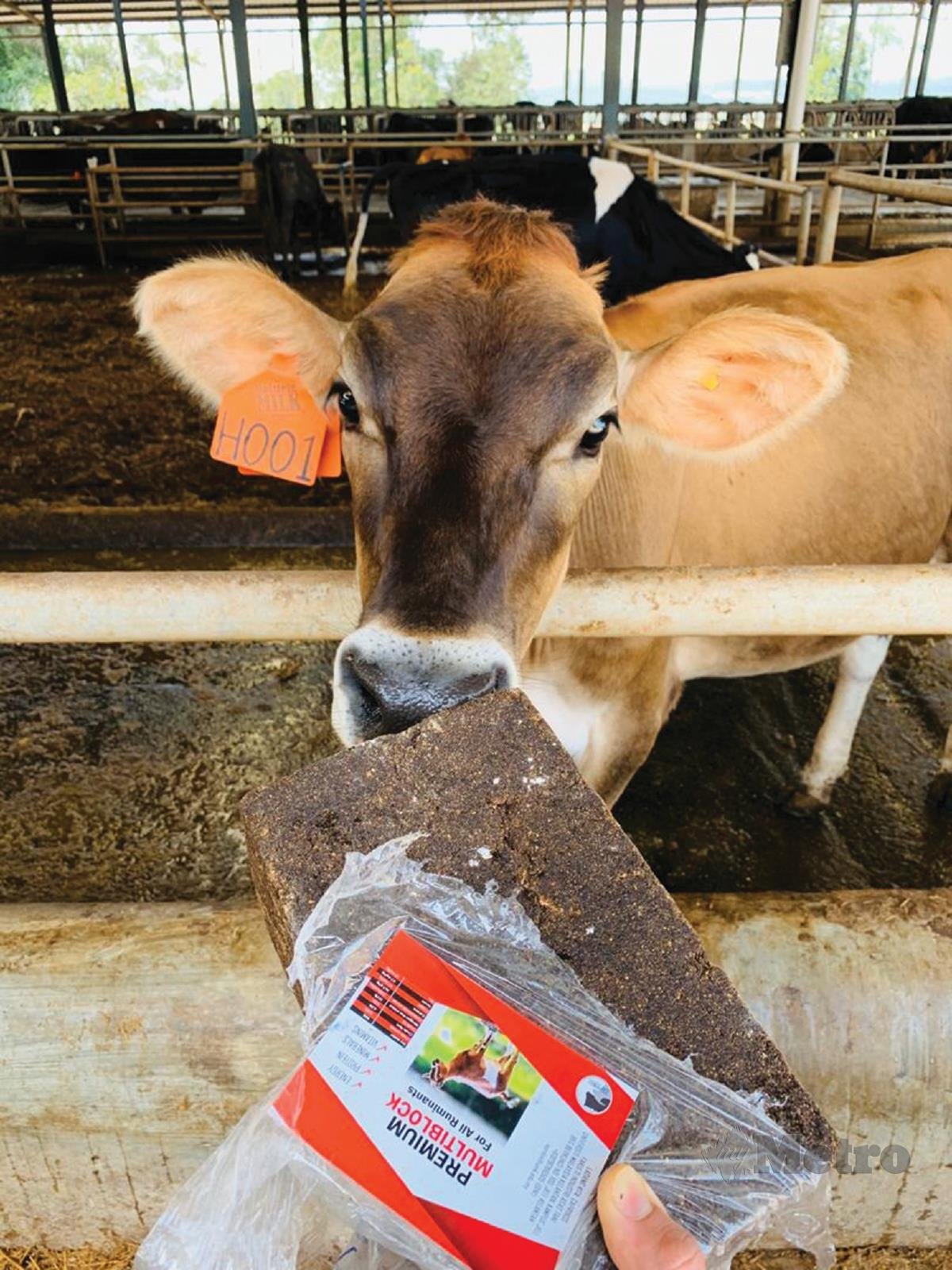 PRODUK CapriBos Multinutrient Blok secara kaedah jilatan mampu meningkatkan pertumbuhan haiwan ruminan seperti lembu dan kambing.