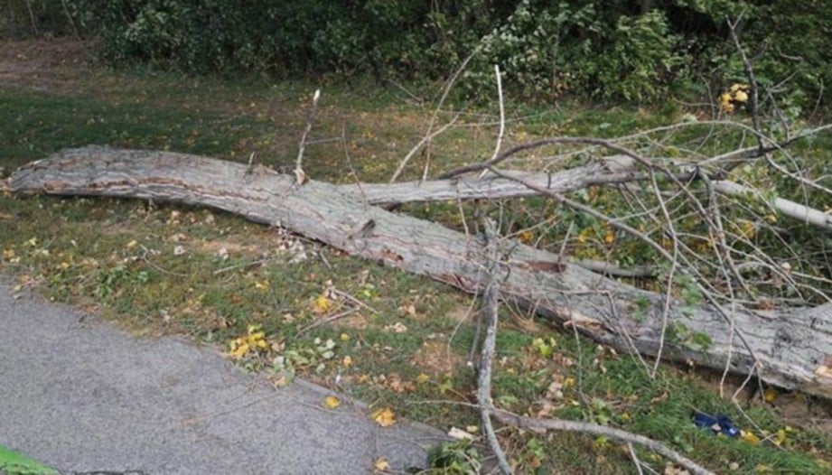 BANYAK pokok yang tumbang ketika angin kencang melanda Eropah Tengah. FOTO/AGENSI