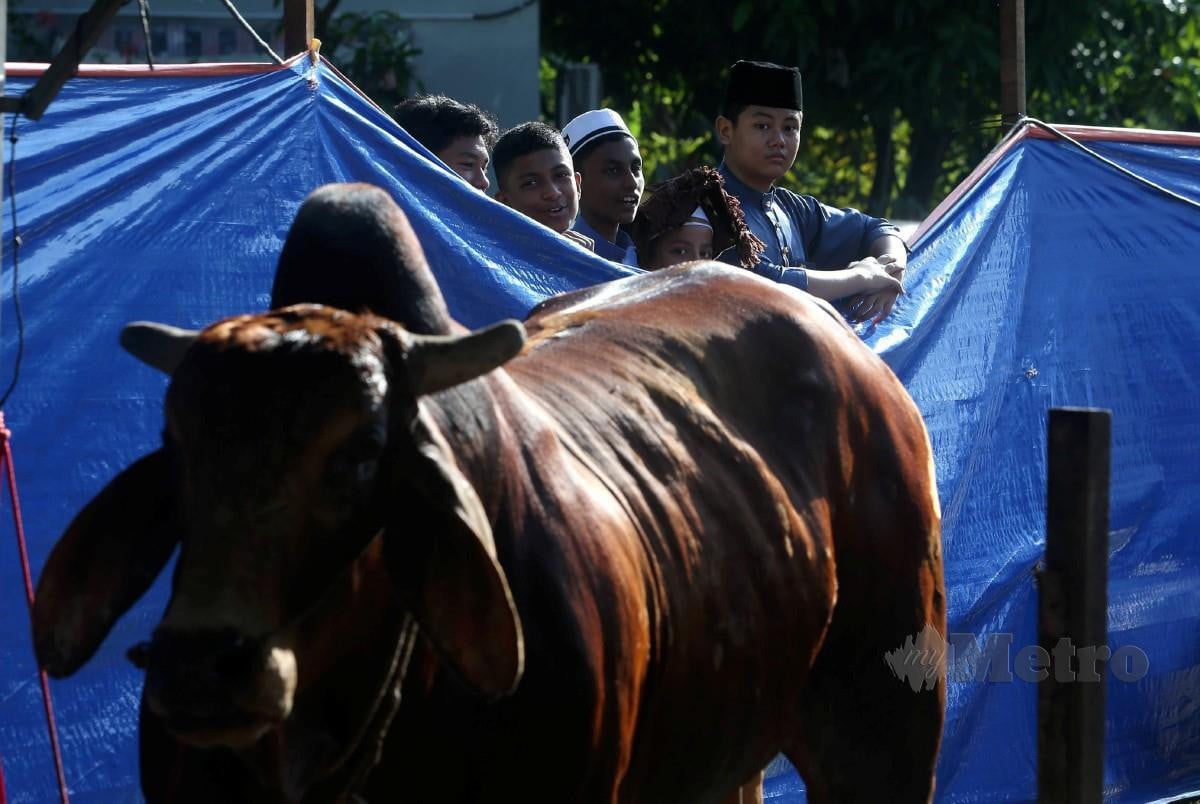 Antara masyarakat Rohingya dan tempatan melihat lembu yang akan dikorbankan ketika majlis Qurban masyarakat Rohingya sempena Hari Raya Aidiladha di sekitar Pasar Borong Kuala Lumpur. FOTO MOHAMAD SHAHRIL BADRI SAALI