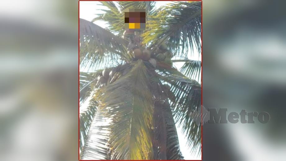 Penagih menggadai nyawa memanjat pokok kelapa setinggi 15 meter bagi mengelak ditahan AADK. FOTO Ihsan Bomba