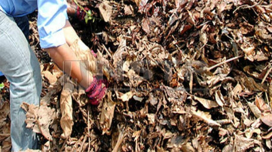 Baja kompos dari  daun  kering  Harian Metro
