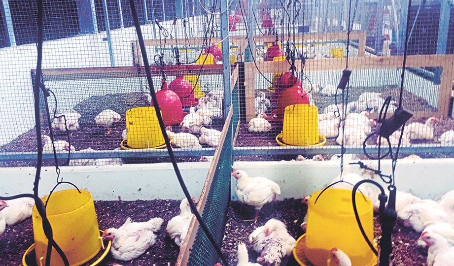 PUSAT penyelidikan haiwan untuk ayam yang menggunakan Thohira.