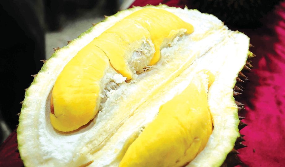 Makan durian selepas pantang Ada Sebab