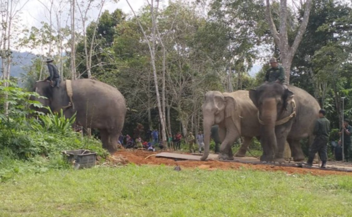 OPERASI memindahkan empat ekor gajah di Kampung Chepor, hari ini terpaksa disambung semula pada Sabtu ini berikutan dua gajah denak terlalu letih dan tertekan. FOTO Ihsan Pembaca