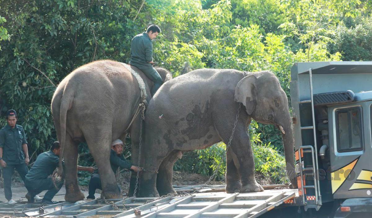 OPERASI memindahkan gajah jantan (kanan) dibantu gajah denak Cheri. FOTO Mohd Rafi Mamat 