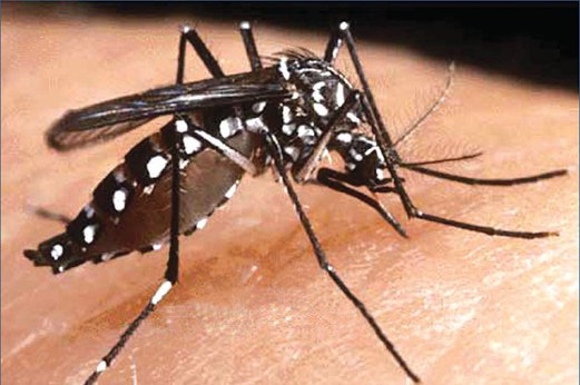 PEMINDAHAN virus berlaku daripada seorang yang dijangkiti kepada nyamuk dan kemudian kepada individu lain.