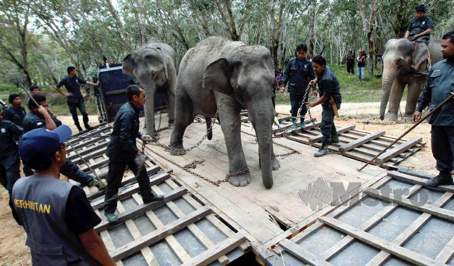 ANGGOTA Perhilitan berusaha memindahkan gajah yang mendatangkan gangguan. FOTO Arkib NSTP