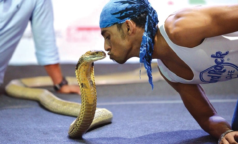 SALAH satu aksi Dwan ketika terbabit dengan pertunjukan ular.
