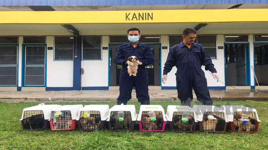 ANGGOTA MAQIS bersama anjing dalam sangkar yang cuba dibawa masuk dari Thailand untuk dibawa ke Singapura semalam. FOTO Ihsan MAQIS.