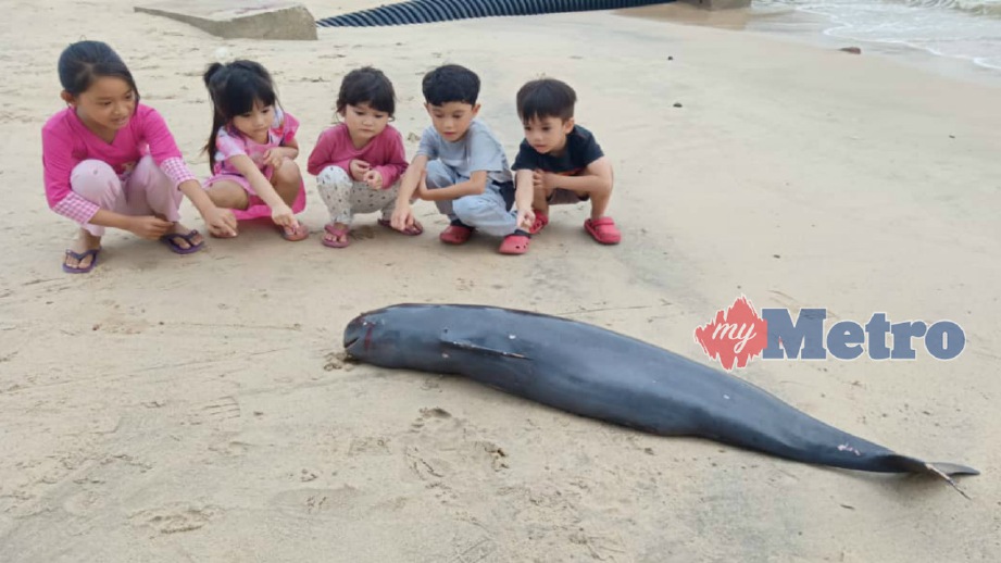 KANAK-KANAK melihat bangkai anak ikan lumba-lumba jantan yang terdampar di Pantai Puteri, Melaka, hari ini. FOTO Ihsan Pembaca