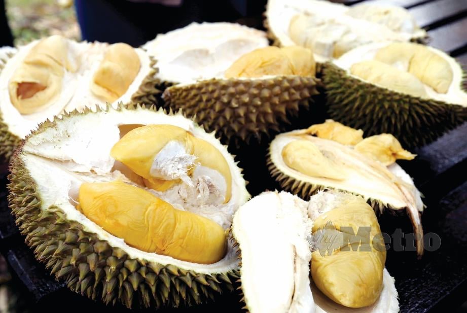 PELBAGAI durian di ladang MARDI Kuala Kangsar Perak. FOTO Effendy Rashid