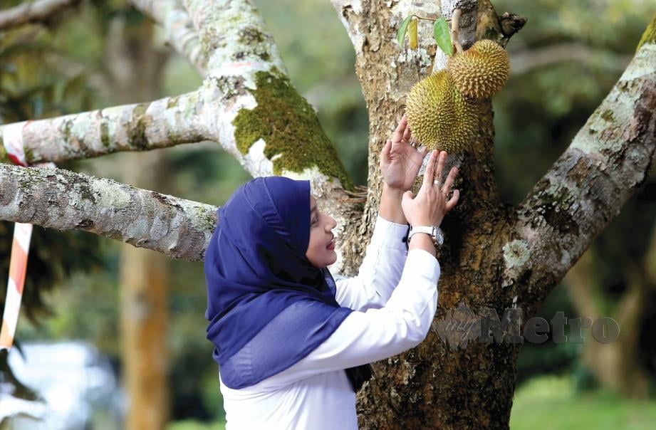 KEMERIAHAN Duriotourism membawa pengunjung mendekati buah hibrid istimewa keluaran MARDI. FOTO Effendy Rashid