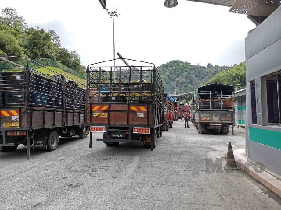 EMPAT lori dengan muatan 459 kg durian dan 480 kg petai dari Thailand ditahan pihak MAQIS di Kompleks ICQS Bukit Berapit Pengkalan Hulu hari ini kerana gagal mengemukakan dokumen. FOTO IHSAN MAQIS.