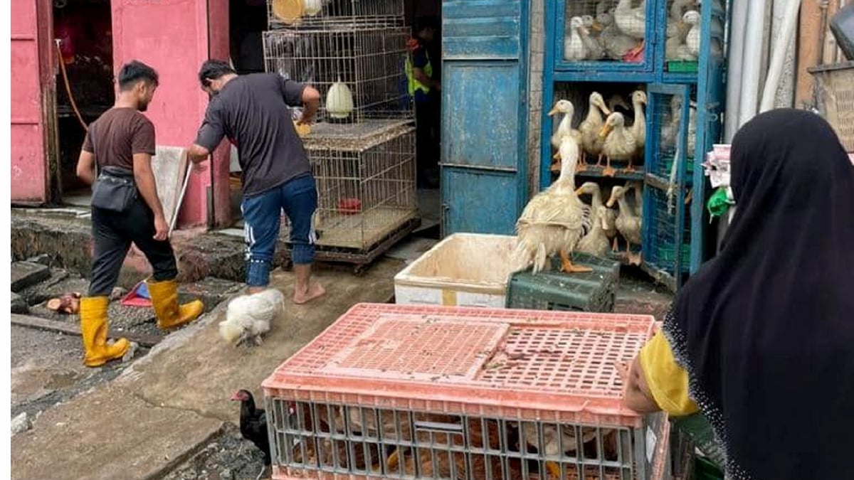 PREMIS menyimpan ayam dan itik hidup dikendali warga Myanmar diarah tutup. FOTO Ihsan DBKL