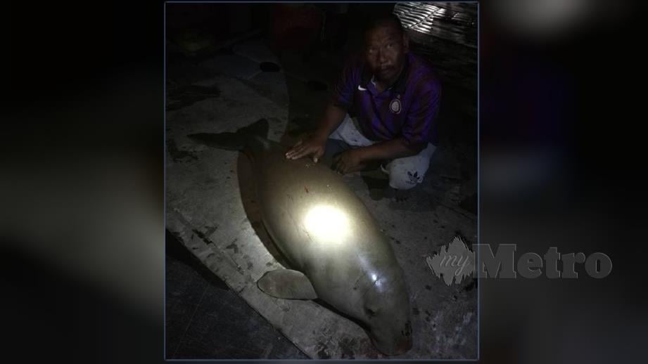 Dugong ditemui mati oleh nelayan selepas tersangkut pukat haram. FOTO Ihsan Pembaca 
