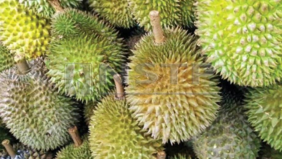 Makan durian sampai puas  Harian Metro