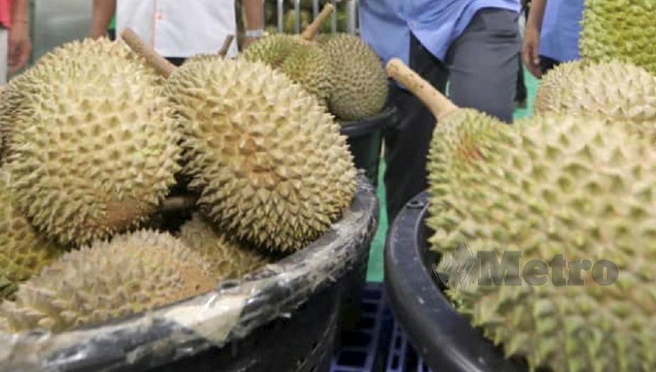 ANTARA durian yang menjadi pilihan setiap kali musim raja buah itu. FOTO Mohd Rafi Mamat