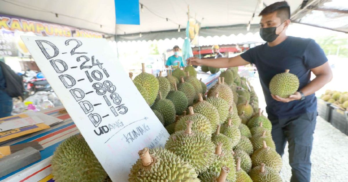 Durian terhad, harga tinggi | IBS Focus | Kontraktor Bina ...