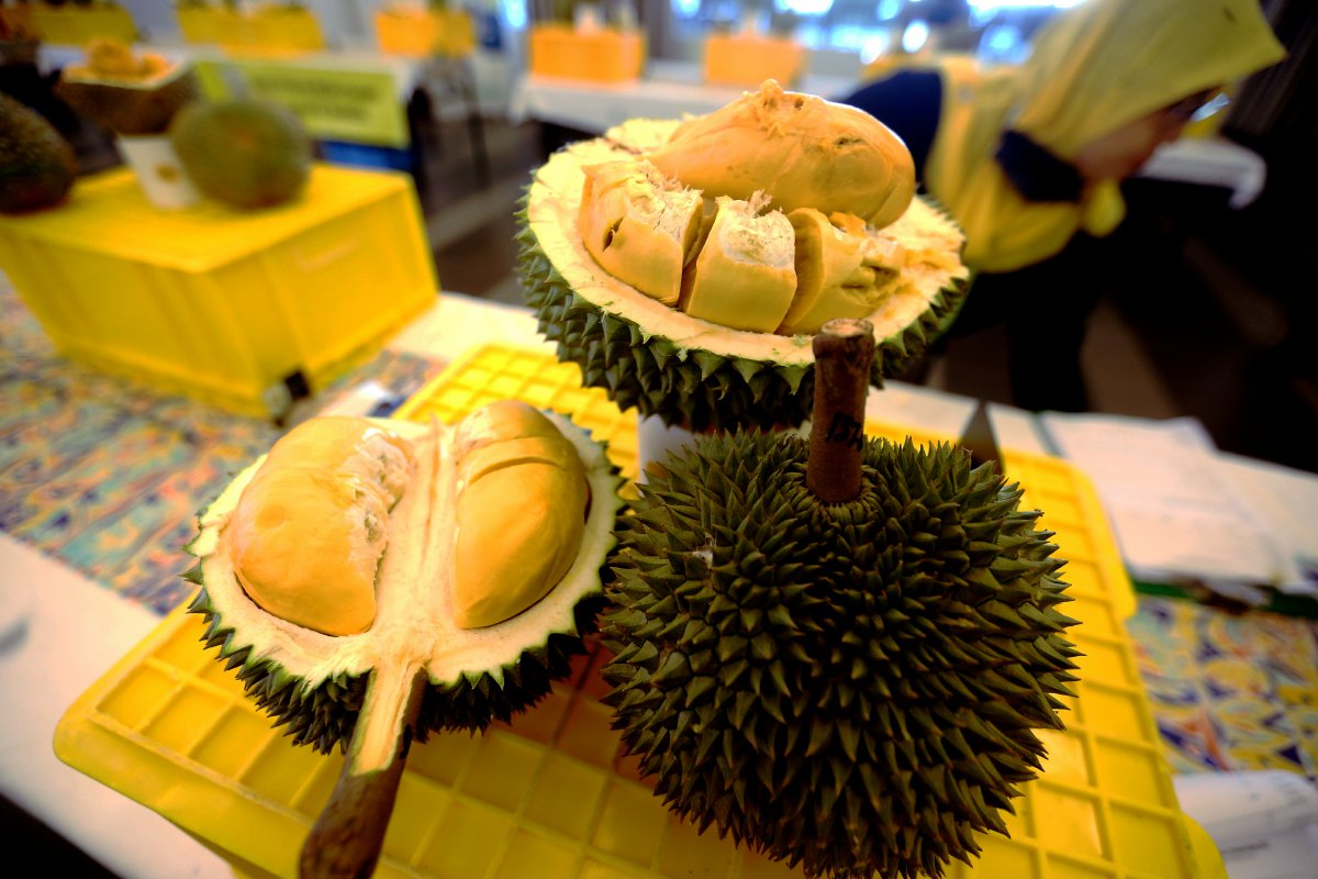 BAKA durian hitam antara durian termahal ketika ini kerana bekalan terhad dan permintaan tinggi. 