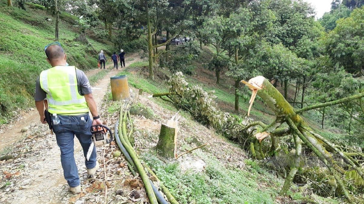 OPERASI Pamah di Hutan Simpan Batu Talam yang diceroboh untuk tanaman durian Musang King. FOTO MOHD RAFI MAMAT