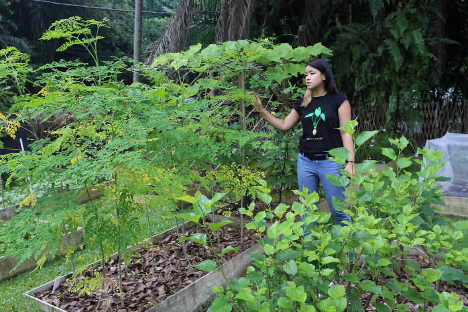 EATS, Shoots & Roots menyediakan kepakaran untuk mereka yang ingin memiliki taman sayur-sayuran sendiri. FOTO Owee Ah Chun