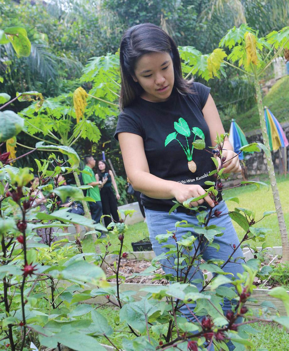 SHAO Lyn menunjukkan tanaman yang ditanam dilaman rumah beliau. FOTO Owee Ah Chun