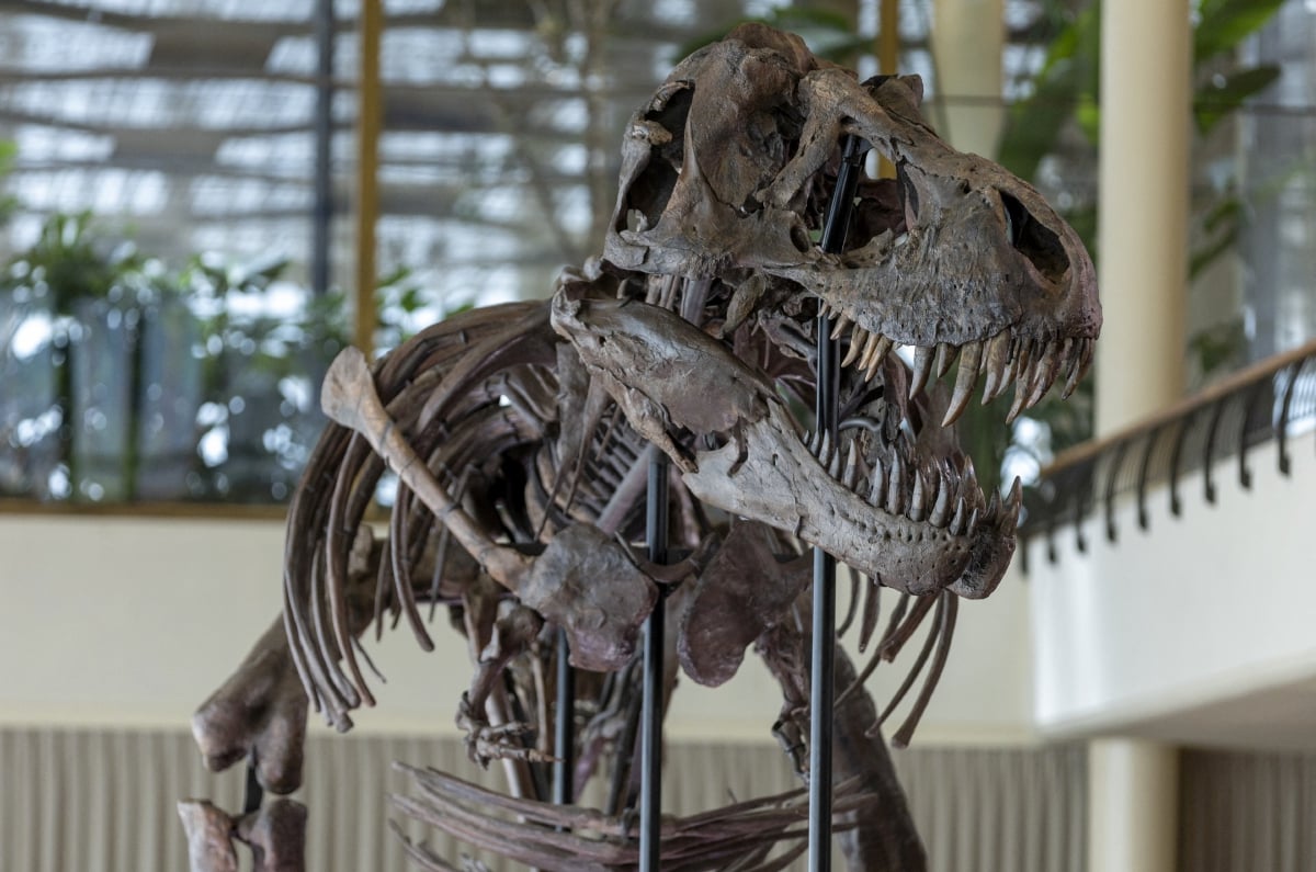 RANGKA Tirannosaurus atau T-Rex berusia 67 juta tahun itu. FOTO Reuters