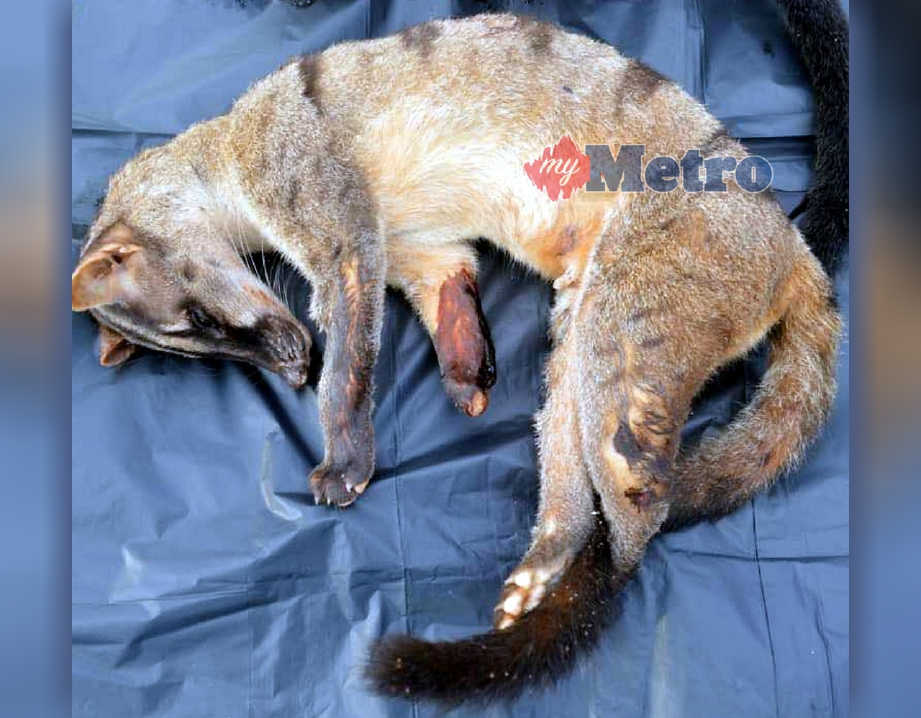 ANTARA haiwan yang dirampas. FOTO Ihsan Jabatan Hidupan Liar Sabah 