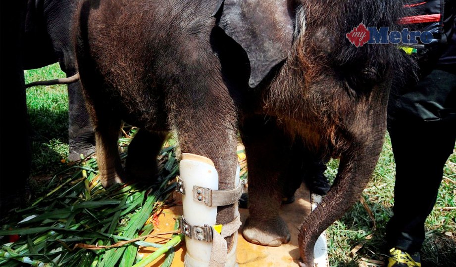 ELI  memakai kaki palsu selepas kaki kanannya kudung akibat terkena jerat dawai pemburu haram. FOTO Nazirul Roselan