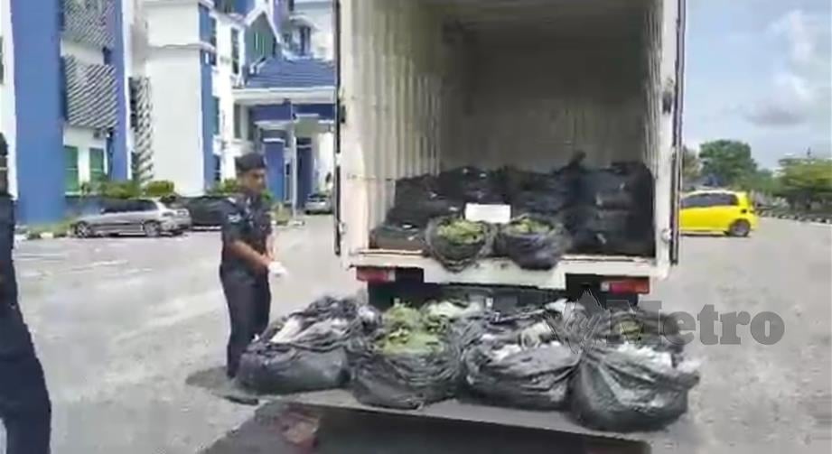 Polis merampas 100 bungkusan daun ketum seberat satu tan yang bernilai RM30,000.