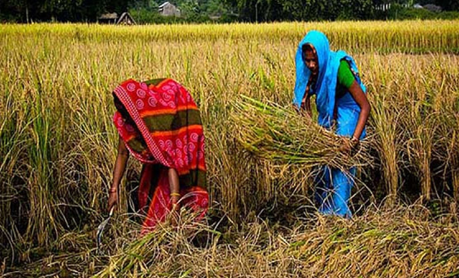 Ramai wanita Bangladesh bekerja dalam sektor perladangan, sama ada membantu keluarga atau mengambil upah. - Foto Hiasan