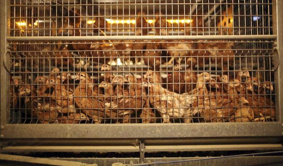 KIRA-KIRA 4,500 daripada 7,859 ayam yang diternak di ladang di bandar Shaoyang dilaporkan mati akibat H5N1. FOTO Reuters (fail)