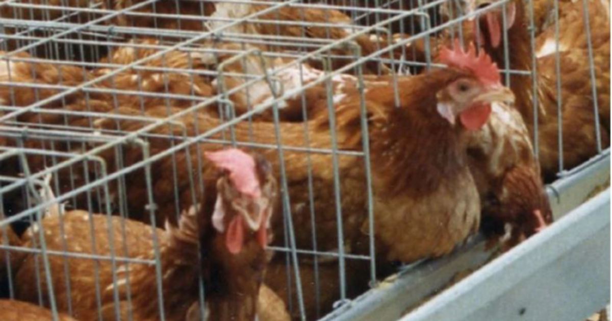 100.000 ayam mati karena flu burung