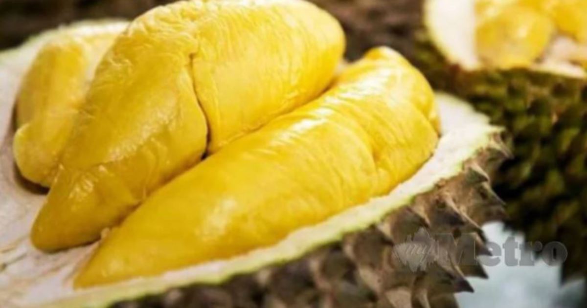 Menteri makan durian