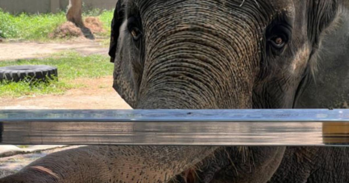 Gajah paling sepi mati selepas hidup solo 40 tahun
