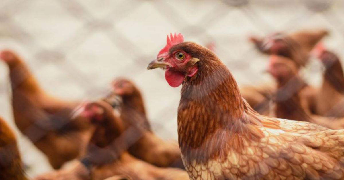 Flu Burung: Jepang memusnahkan 143.000 ayam