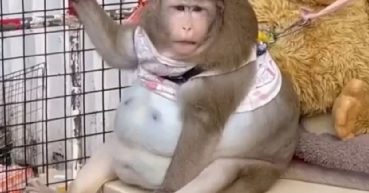 Monyet obes, Godzilla mati kerana penyakit berkaitan kegemukan