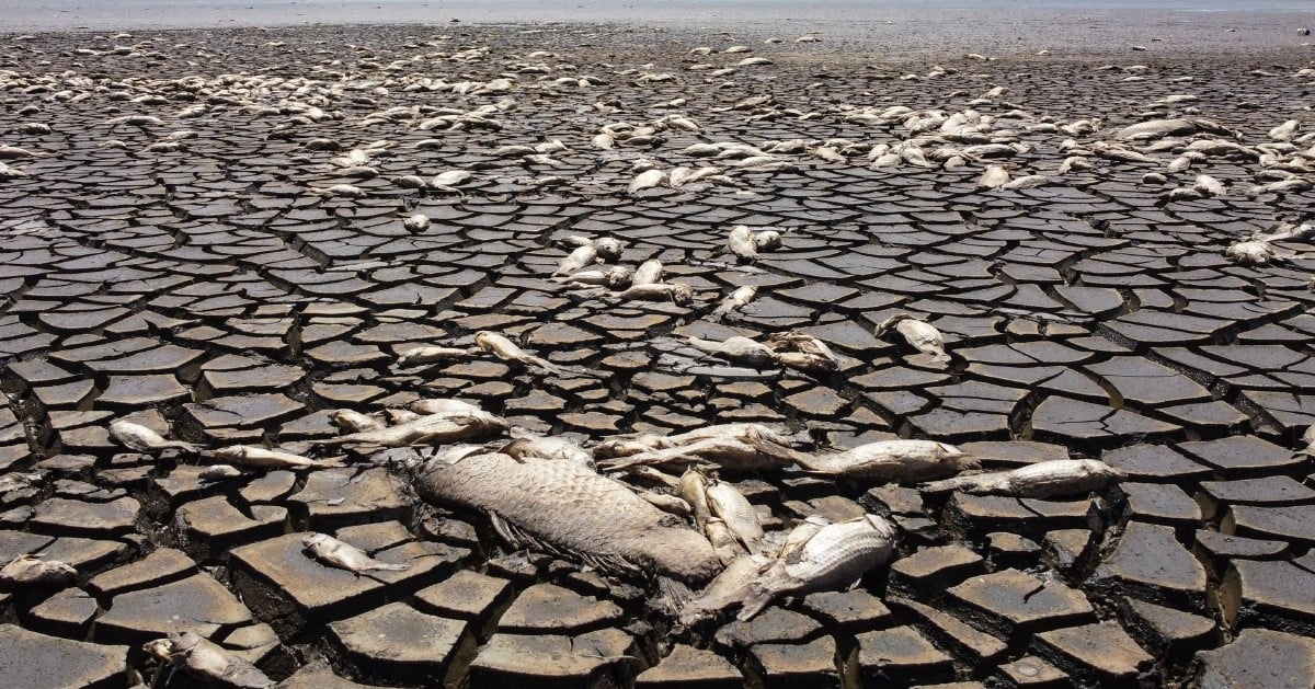 Ribuan ikan mati, lagun kering kontang di Mexico