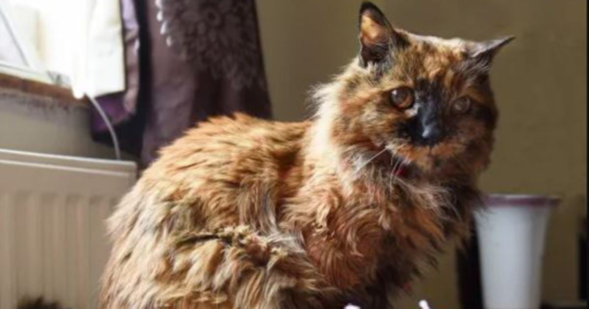 Rosie, kucing tertua dunia mati pada usia 33 tahun