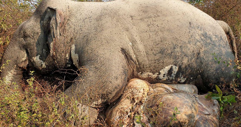  Gading  dan ekor gajah  jadi buruan Harian Metro