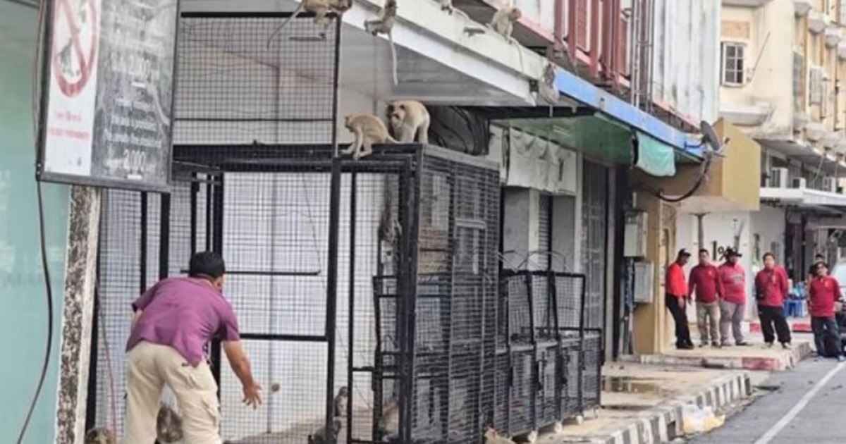 Operasi besar-besaran tangkap monyet