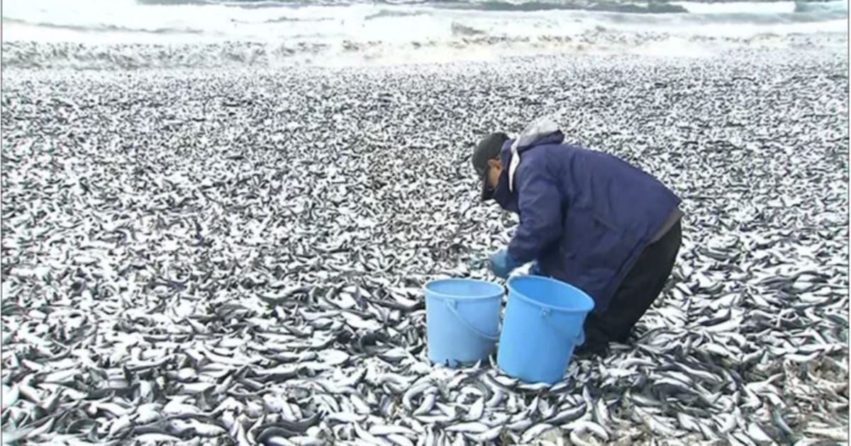 Ribuan ikan terdampar di pantai